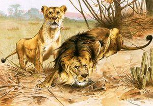 Lion and lioness